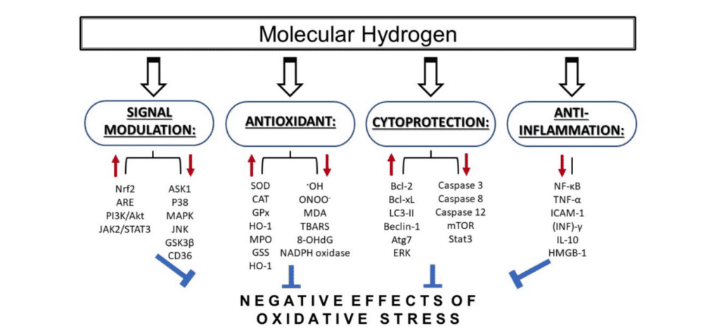 This diagram summarizes and illustrates the various mechanisms by which we believe hydrogen exerts its physiological effects. 